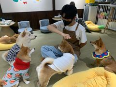 -逗柴咖啡屋·狗咖猫咖宠物桌游