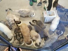 -more than meow吴止猫主题餐厅(承德 中船汇店)