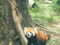 -深圳野生动物园
