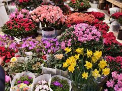 -双季花艺园艺市场(浦东店)