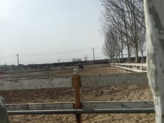 -北京群众马术培训基地