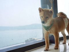 -柴犬小屋·柴餐厅·狗咖食堂(金鼎广场店)