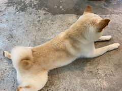 -more than meow吴止猫主题餐厅(承德 中船汇店)