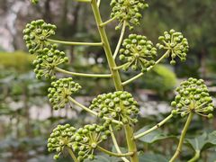 -泰州凤城河风景区-泰山公园