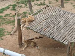 -西霞口神雕山野生动物世界