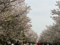 -天王浮山樱花园