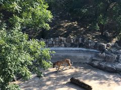 -石家庄市动物园