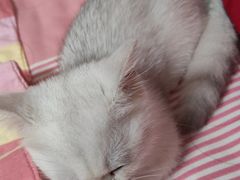 -唐小姐の猫狗洗护·购宠旗舰店(周浦万达店)