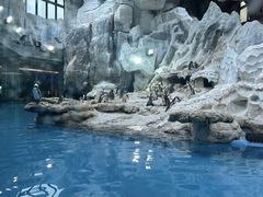 -帝企鹅自助餐厅•儿童岛•真企鹅(长隆企鹅酒店)