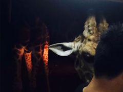 -清迈夜间动物园