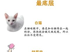 -電力宠物公司(武定路店)