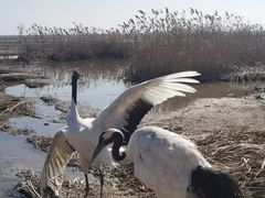 -盐城丹顶鹤湿地生态旅游区