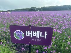 -济州森林小火车生态公园