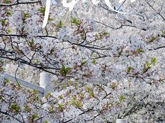 -高东镇樱花园