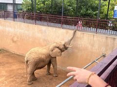 -西霞口神雕山野生动物世界