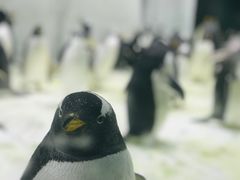 -大连圣亚海洋世界