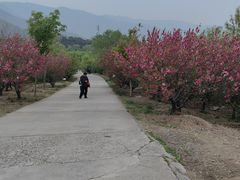 -北京西山国家森林公园