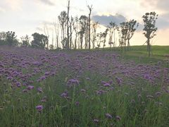 -白鹭湾湿地公园