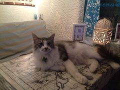 -Sirena海妖日咖夜酒