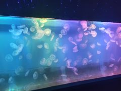 -左海海底世界