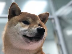 -美美宠物诊疗中心·异宠·骨科(滨江东信分院)