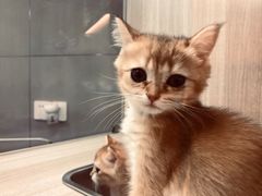 -飞行喵MR PILOT|猫舍·猫咖(静安大融城店)
