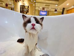 -momokira米努特·德文卷毛猫·棉花面纱犬