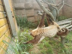 -西霞口神雕山野生动物世界