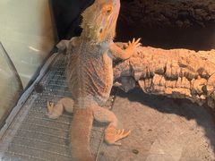 -酷以爬仙阁实体爬宠店·守宫·蜥蜴·专业繁育