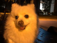 -谐和益家动物医院·免疫绝育·血液透析·宠保定点医院(高新伊藤分院)