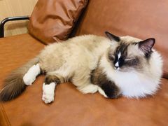 -MOCHA明星猫咖(田子坊店)
