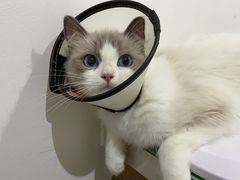 -艾贝尔宠物医院·24H转诊中心·肿瘤猫专科(江宁双龙店)