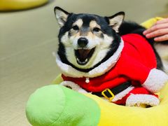 -逗柴咖啡屋·狗咖猫咖宠物桌游
