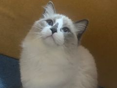 -美联众合动物医院(·中兽医·疑难杂症·严家桥分院)