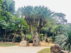 -深圳仙湖植物园