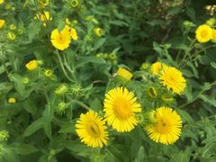 -渭南桃花源民俗文化园