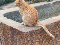 -龙华寺