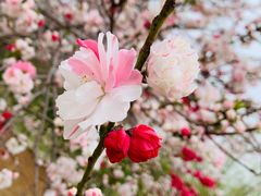 -莱阳濯村樱花园