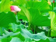 -翠湖宾馆·中餐厅