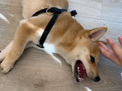 -浣熊柯尔鸭土拨鼠·电玩咖