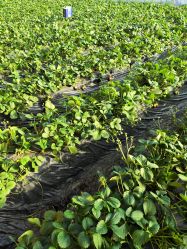 -蓝呗呗蓝莓草莓采摘园(通州区马驹桥店)