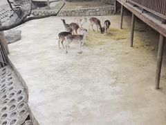 -栾川竹海野生动物园