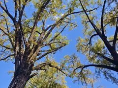 -镇江市南山风景名胜区竹林景区