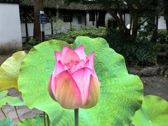 -上海醉白池公园