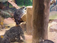 -正佳雨林生态植物园