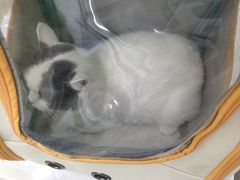 -瑞派动物医院·猫专科·至诚(江南中分院)