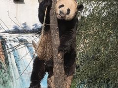 -栾川竹海野生动物园