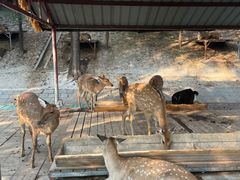 -北京鹿世界主题园