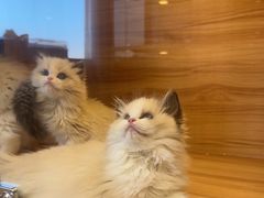 -猫十亿·布偶金渐层·曼基康矮脚猫舍(青年路店)