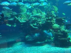 -海棠湾洲际-涛·海底餐厅·美人鱼·自助餐·海底隧道